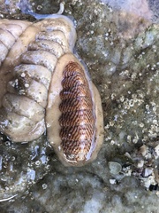 Ischnochiton textilis