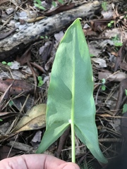 Peltandra sagittifolia