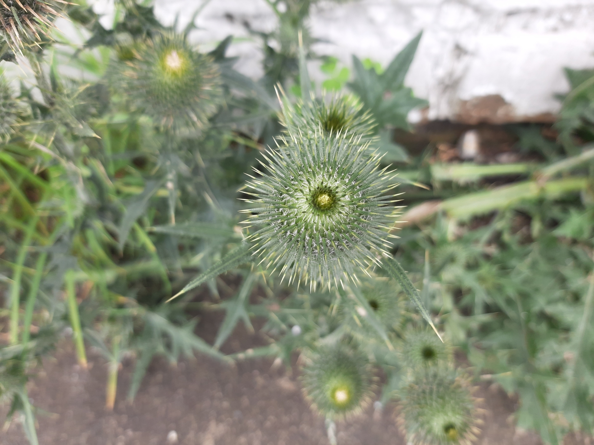 Cirsium image