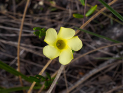 Pentalinoninae