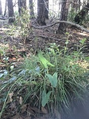 Peltandra sagittifolia