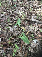 Peltandra sagittifolia