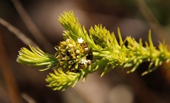 Thesium scabrum