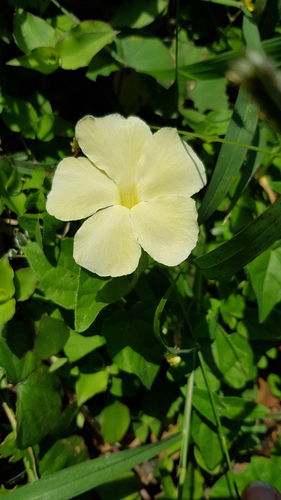 Thunbergia dregeana (Thunbergia dregeana)