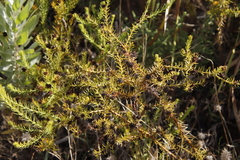 Thesium scabrum