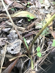 Peltandra sagittifolia