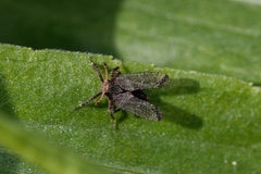Asiraca