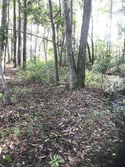 Peltandra sagittifolia