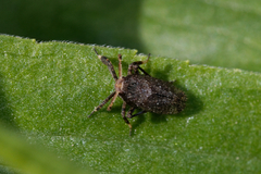 Asiraca