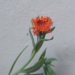 Kleinia fulgens
