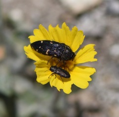 Acmaeodera condita