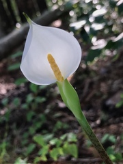 Peltandra sagittifolia