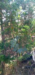 Passifloraceae