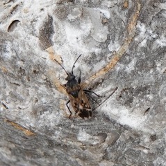 Peritrechus lundii