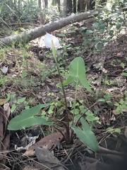 Peltandra sagittifolia