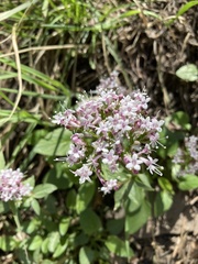 Valeriana arizonica