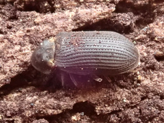 Hadrobregmus pertinax