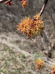 Acer rubrum image