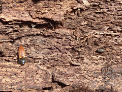 Hadrobregmus pertinax