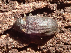 Hadrobregmus pertinax