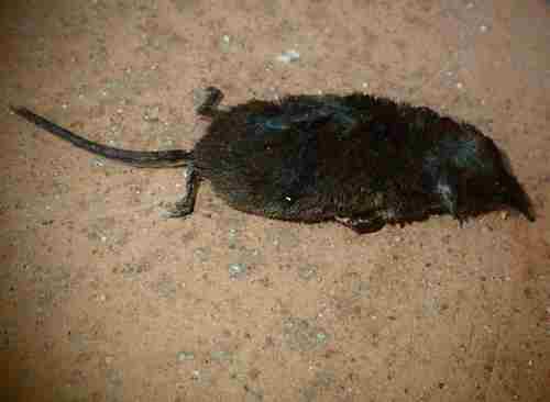 Valais Shrew, 26040 San Martino del Lago CR, Italia, photo 10 of 10