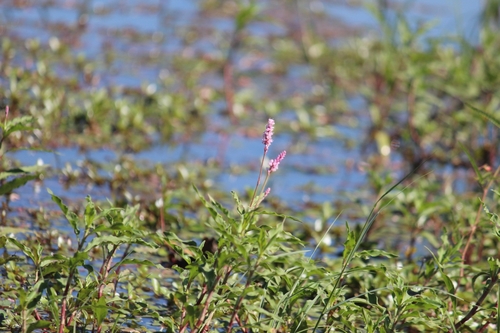 Image of Persicaria limbata by (c) Noeleen du Toit, some rights reserved (CC BY-SA)