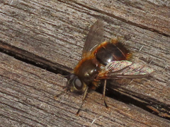 Tachina ursina