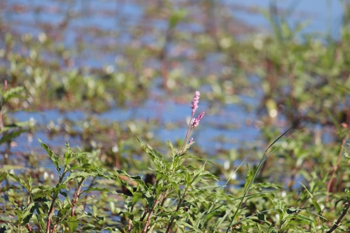 Image of Persicaria limbata by (c) Noeleen du Toit, some rights reserved (CC BY-SA)