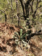 Agave maximiliana