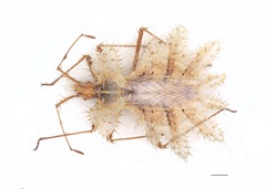 Phyllomorpha lacerata