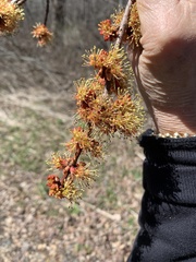 Acer rubrum image