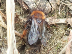 Andrena clarkella