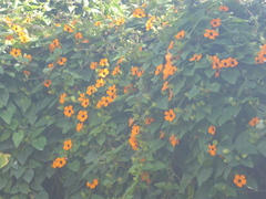 Thunbergia alata image