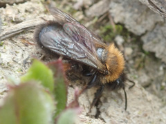 Andrena clarkella