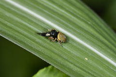 Carrhotus coronatus