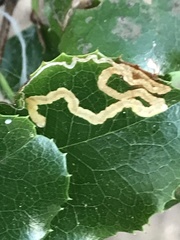Stigmella braunella