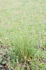 Stipa lagascae