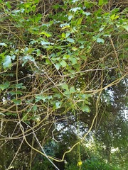 Rhoicissus rhomboidea
