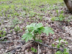 Aconitum septentrionale