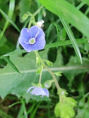 Veronica chamaedrys