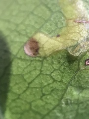 Stigmella braunella
