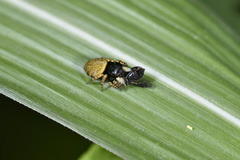 Carrhotus coronatus