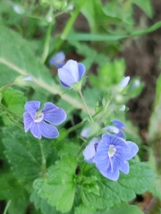 Veronica chamaedrys