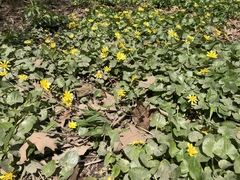 Ficaria verna