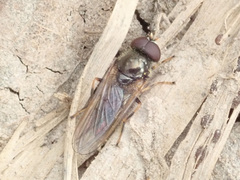 Cheilosia pagana