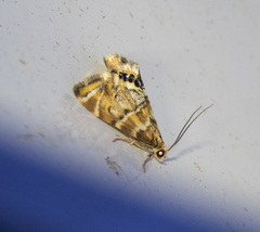 Petrophila confusalis