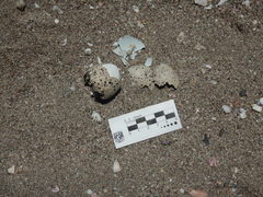 Haematopus palliatus