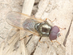 Cheilosia pagana
