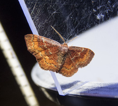 Leptostales rubromarginaria
