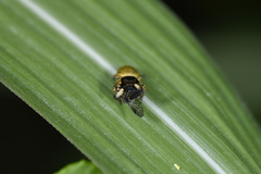 Carrhotus coronatus